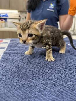 BRUNO -  Domestic Short Hair Cat for Adoption in Baytown, Texas - BRUNO | PetCurious