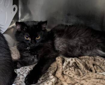 Dip (Photos October 10th 2026) -  Domestic Medium Hair Cat for Adoption in Marietta, Ohio - Dip (Photos October 10th 2026) | PetCurious