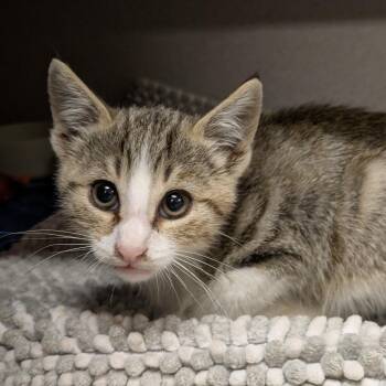 Karate Kid -  Domestic Short Hair Cat for Adoption in Goleta, California - Karate Kid | PetCurious