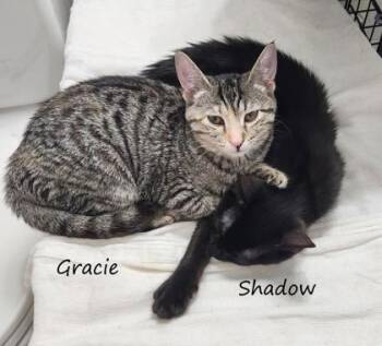 Gracie -  Domestic Short Hair Cat Available for Adoption in New York, New York - Gracie | PetCurious
