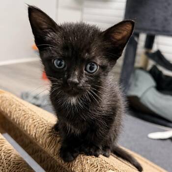 Eevee -  Domestic Short Hair Cat for Adoption in Chapel Hill, North Carolina - Eevee | PetCurious