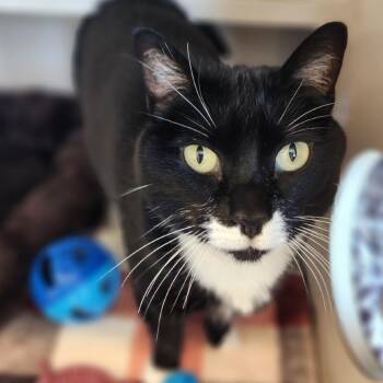 Cookie -  Domestic Short Hair Cat for Adoption in Reno, Nevada - Cookie | PetCurious