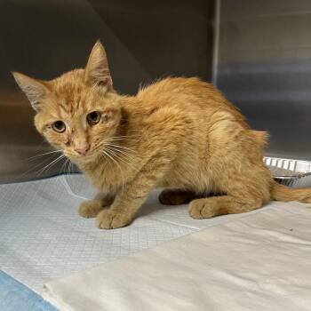 Sonny -  Domestic Short Hair Cat for Adoption in Pauls Valley, Oklahoma - Sonny | PetCurious