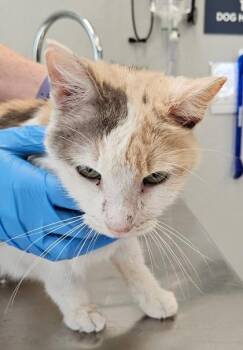Creme Brulee -  Domestic Short Hair Cat for Adoption in Lafayette, Indiana - Creme Brulee | PetCurious