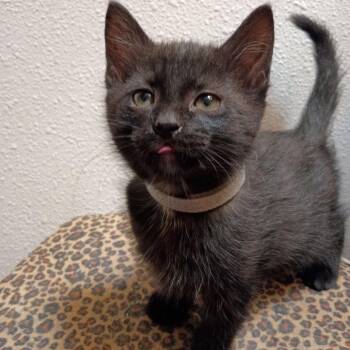 Hiro -  Domestic Short Hair Cat for Adoption in Kenai, Alaska - Hiro | PetCurious