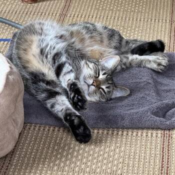 Willow (Frost) -  Domestic Short Hair Cat for Adoption in Rochester, Minnesota - Willow (Frost) | PetCurious