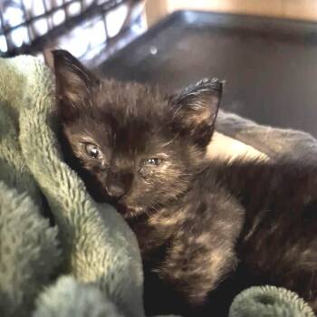 Merry -  Domestic Short Hair Cat for Adoption in Houston, Texas - Merry | PetCurious