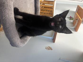 Rescue Domestic Short Hair Cats for Adoption in Towanda, Pennsylvania - Pepper | PetCurious