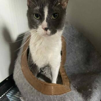 Domestic Short Hair Cats Available for Adoption - Millie | PetCurious