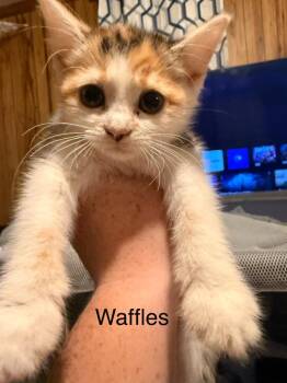 Waffles -  Domestic Short Hair Cat for Adoption in Johnson City, Tennessee - Waffles | PetCurious
