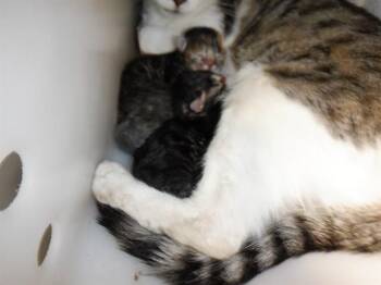 OPPURTUNITY -  Domestic Short Hair Cat for Adoption in San Jose, California - OPPURTUNITY | PetCurious
