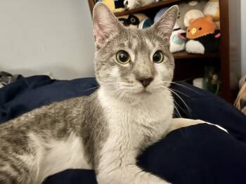 Woods -  Domestic Short Hair Cat for Adoption in Trenton, New Jersey - Woods | PetCurious
