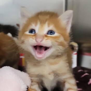 Turmeric -  Domestic Short Hair Cat for Adoption in Sarasota, Florida - Turmeric | PetCurious