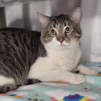 Domestic Short Hair Cats Available for Adoption - Biscotti-C | PetCurious