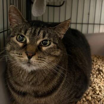 Tabby Cats Available for Adoption - Athena | PetCurious