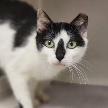 Rescue Domestic Short Hair Cats for Adoption in Sarasota, Florida - Ma' Petite | PetCurious