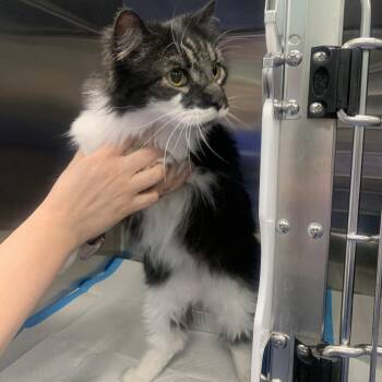 Domestic Short Hair Cats Available for Adoption in Greensboro, North Carolina - Bingo | PetCurious