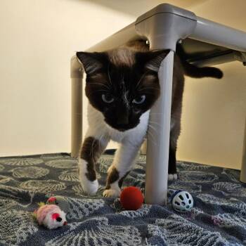 Domestic Short Hair Cats Available for Adoption in Harrisonburg, Virginia - Margaret | PetCurious