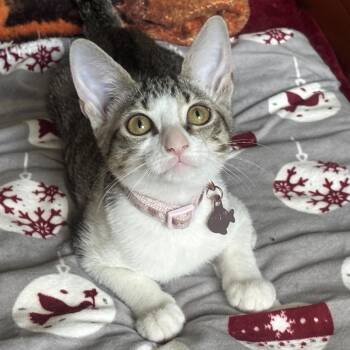 Ruby -  Domestic Short Hair Cat for Adoption in Titusville, Florida - Ruby | PetCurious