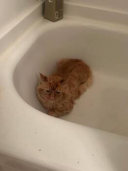 Papa -  Domestic Short Hair Cat for Adoption in Cincinnati, Ohio - Papa | PetCurious