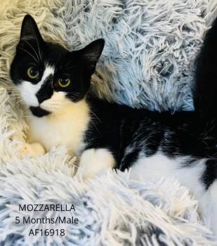 Mozzarella -  Domestic Short Hair Cat for Adoption - Mozzarella | PetCurious