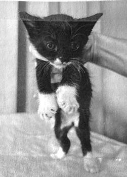 Shamus -  Calico Cat Available for Adoption - Shamus | PetCurious