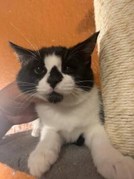 Half & Half -  Domestic Short Hair Cat for Adoption in San Antonio, Texas - Half & Half | PetCurious