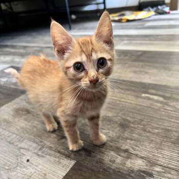 Utah -  Domestic Short Hair Cat for Adoption in Bentonville, Arkansas - Utah | PetCurious