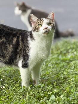 Smudge -  Domestic Short Hair Cat for Adoption in Copley, Ohio - Smudge | PetCurious