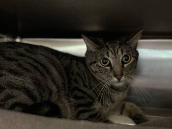 Rescue Domestic Short Hair Cats for Adoption in Houston, Texas - MAGGIE | PetCurious