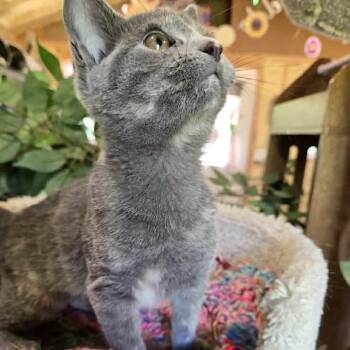 Hoka -  Domestic Short Hair Cat for Adoption in Park Falls, Wisconsin - Hoka | PetCurious
