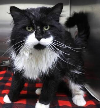 Domestic Long Hair Cats Available for Adoption in Thief River Falls, Minnesota - Double Stuff | PetCurious