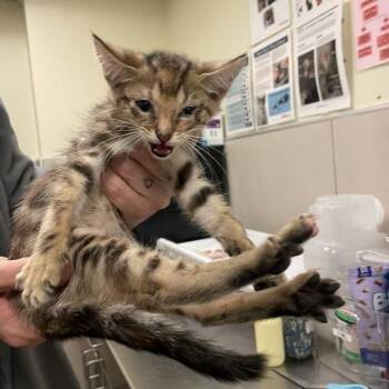 Yanell -  Domestic Short Hair Cat for Adoption in Chicago, Illinois - Yanell | PetCurious