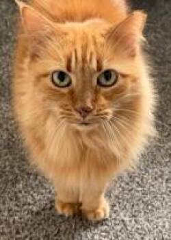 Domestic Long Hair Cats Available for Adoption - Georgia II | PetCurious