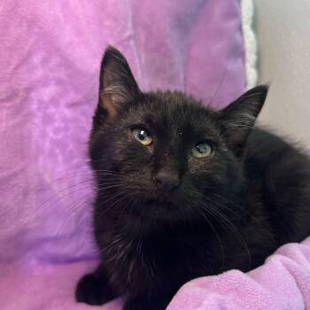 Gamora -  Domestic Short Hair Cat for Adoption in Matteson, Illinois - Gamora | PetCurious
