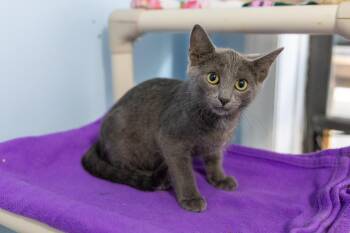 Rescue Russian Blue Cats for Adoption in Chicago, Illinois - Sterling | PetCurious