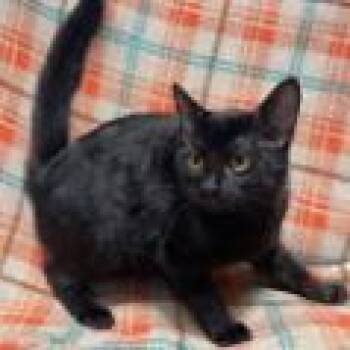 Samylin -  Domestic Short Hair Cat for Adoption in Atlanta, Georgia - Samylin | PetCurious