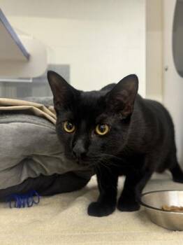 Spooky -  Domestic Short Hair Cat for Adoption in Vero Beach, Florida - Spooky | PetCurious