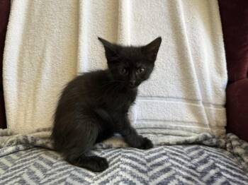 POTATO -  Domestic Short Hair Cat for Adoption in Colorado Springs, Colorado - POTATO | PetCurious