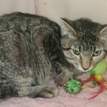 Rescue Domestic Short Hair Cats for Adoption in Union, Missouri - Felicity | PetCurious