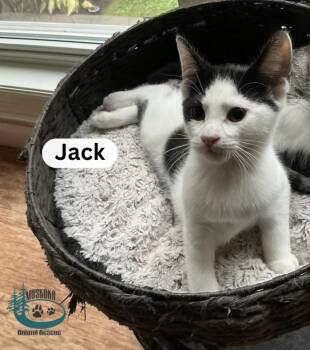 Jack -  Domestic Short Hair Cat for Adoption in Huntsville, Ontario - Jack | PetCurious