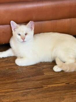 Cheddar -  Domestic Short Hair Cat for Adoption in Walkerville, Montana - Cheddar | PetCurious