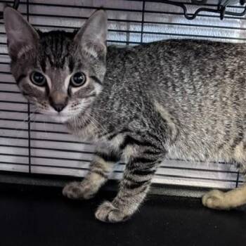 Michael -  Domestic Short Hair Cat for Adoption in Allegan, Michigan - Michael | PetCurious