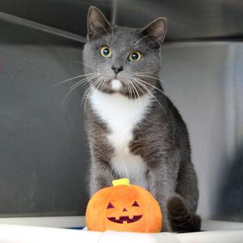 Neptune -  Domestic Short Hair Cat for Adoption in Sanford, Florida - Neptune | PetCurious