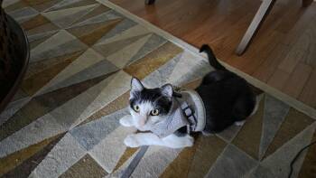 Clawdia -  Domestic Short Hair Cat for Adoption in Houston, Texas - Clawdia | PetCurious