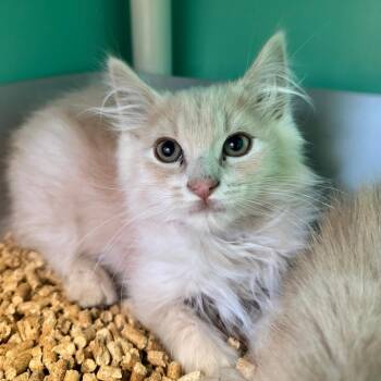 Lightning -  Domestic Long Hair Cat for Adoption in Spanish Fork, Utah - Lightning | PetCurious