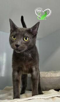 Mom -  Domestic Short Hair Cat for Adoption in Delson, Quebec - Mom | PetCurious