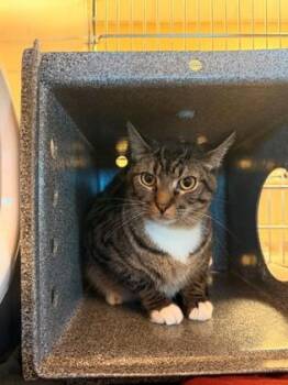 Domestic Short Hair Cats Available for Adoption - Severus | PetCurious