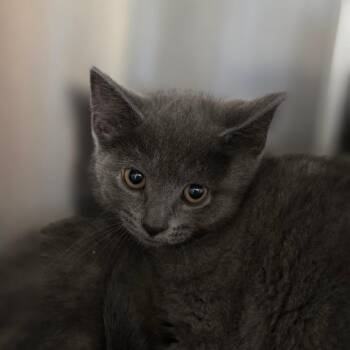 Green Onion -  Domestic Short Hair Cat for Adoption in Muncie, Indiana - Green Onion | PetCurious