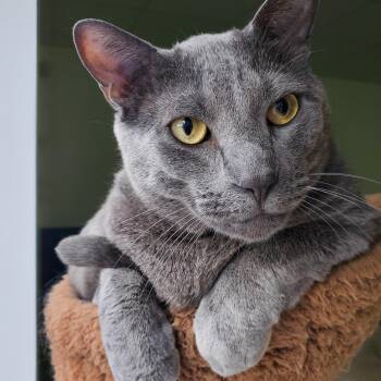 Rescue Domestic Short Hair Cats for Adoption in St. Cloud, Minnesota - Cha Cha (bonded Pair = Fonzie) | PetCurious